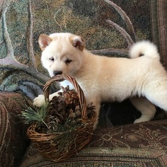 Shiba Inu Puppy for sale in BOYCEVILLE, WI, USA