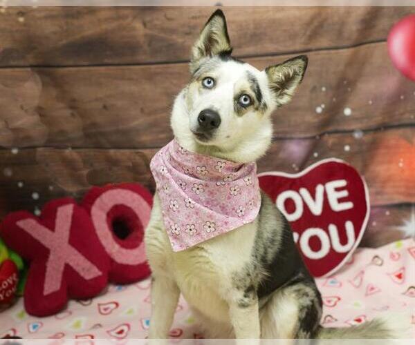 Medium Photo #1 Siberian Husky-Unknown Mix Puppy For Sale in Placerville, CA, USA