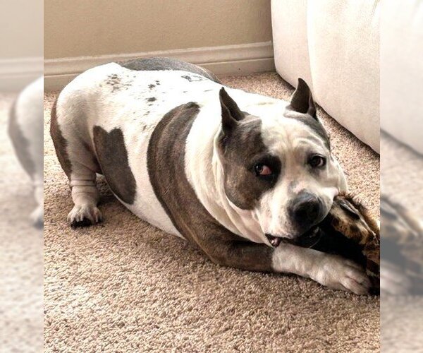 Medium Photo #1 American Pit Bull Terrier Puppy For Sale in  Ramona, CA, USA