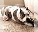 Small American Pit Bull Terrier