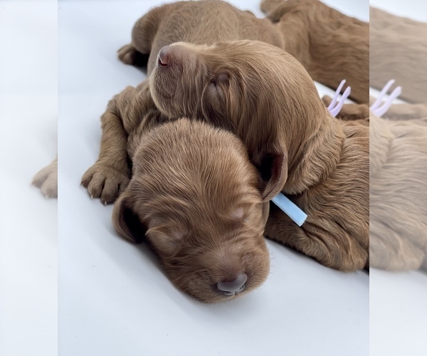 Medium Photo #5 Goldendoodle Puppy For Sale in KISSIMMEE, FL, USA