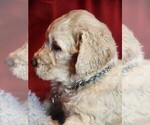 Puppy Captain G Goldendoodle-Poodle (Standard) Mix