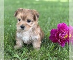 Small #1 Morkie