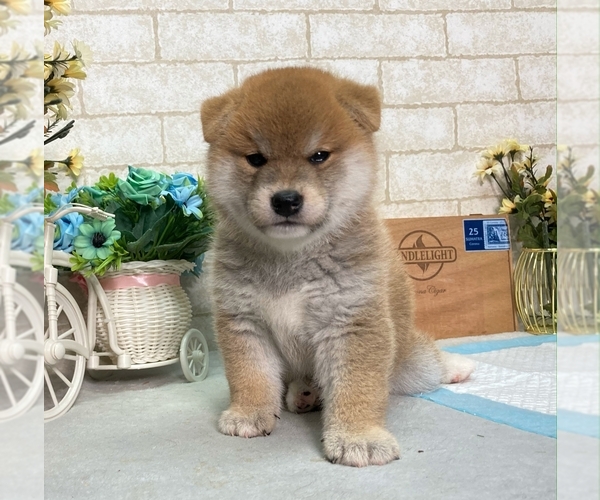 View Ad: Shiba Inu Puppy for Sale near Washington, SEATTLE, USA. ADN-209560