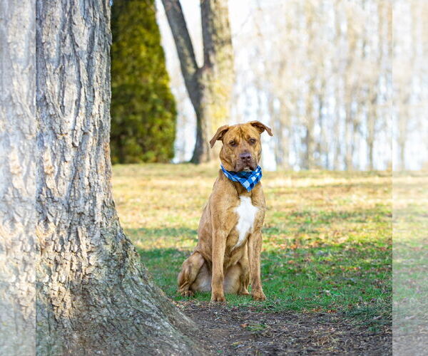 Medium Photo #2 Retriever -Unknown Mix Puppy For Sale in Unionville, PA, USA