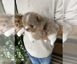 Pomeranian Puppy for sale in SELMA, CA, USA