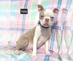 Boston Terrier Puppy for sale in MINERAL WELLS, WV, USA