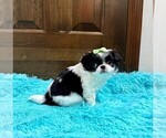 Small #6 Japanese Chin