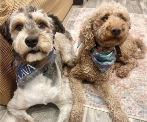 Aussiedoodle-Goldendoodle Mix Litter for sale in SEVIERVILLE, TN, USA