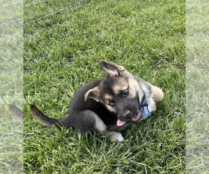 German Shepherd Dog-Siberian Husky Mix Puppy for sale in WEST PLAINS, MO, USA