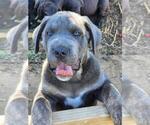 Puppy Old Man Presa Canario-Rottweiler Mix