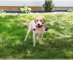 Small #2 Labrador Retriever