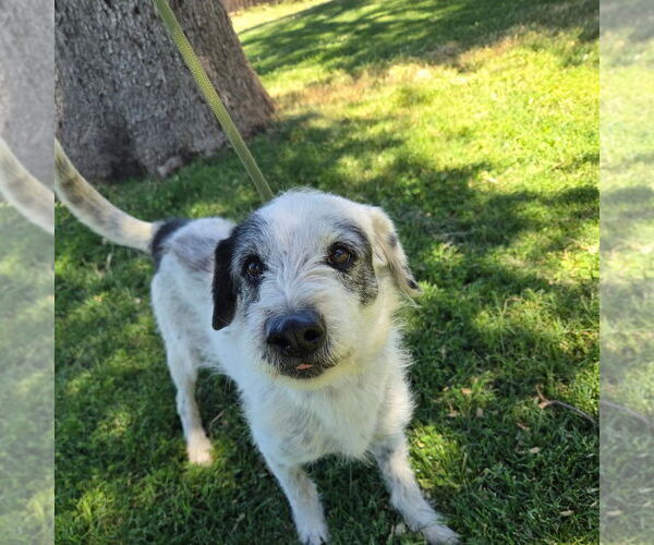 Medium Photo #6 Mutt Puppy For Sale in Chico, CA, USA