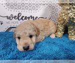 Small Photo #19 Goldendoodle mix (+ Poodle Toy) Puppy For Sale in BLACK FOREST, CO, USA