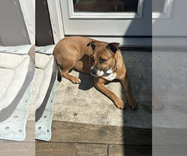 Medium Photo #2 American Pit Bull Terrier-Unknown Mix Puppy For Sale in Jackson Township, NJ, USA