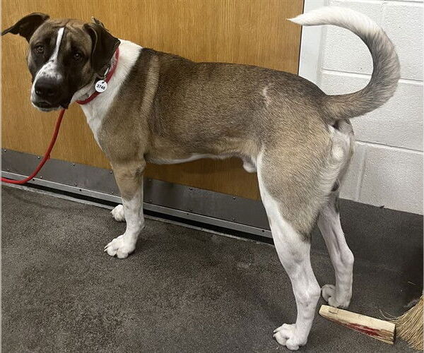 Medium Photo #1 Akita-Unknown Mix Puppy For Sale in Forestville, MD, USA