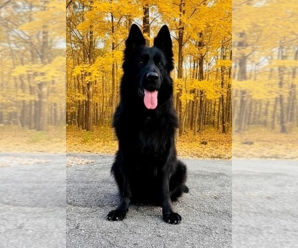 Medium Photo #1 German Shepherd Dog Puppy For Sale in GADSDEN, AL, USA