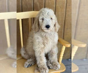 Goldendoodle Puppy for sale in MARYVILLE, MO, USA
