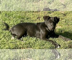 Labrador Retriever-Unknown Mix Dogs for adoption in Cary, NC, USA