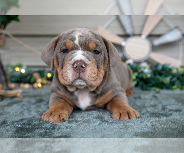 Medium Photo #18 Beabull Puppy For Sale in MILLERSBURG, OH, USA