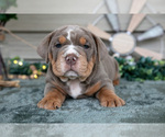 Small Photo #18 Beabull Puppy For Sale in MILLERSBURG, OH, USA