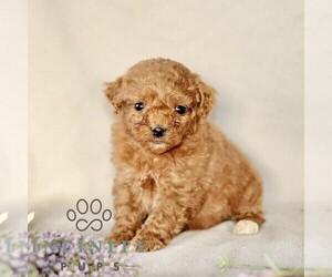 Goldendoodle (Miniature) Puppy for sale in GORDONVILLE, PA, USA