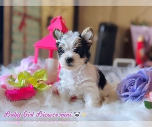 Biewer Terrier Puppy for sale in CASTRO VALLEY, CA, USA