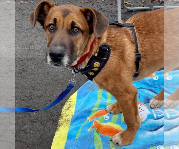 Medium Photo #28 Mutt Puppy For Sale in Canton, CT, USA