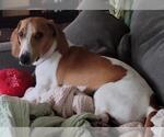 Small #2 Dachshund
