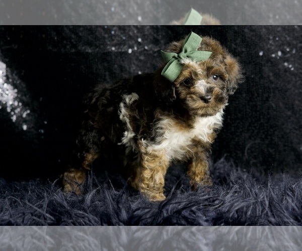 Medium Photo #5 Poodle (Miniature) Puppy For Sale in WARSAW, IN, USA