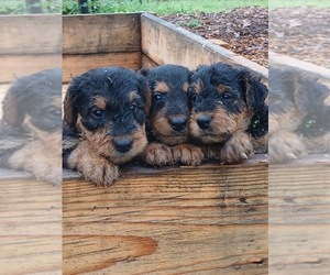 Airedale Terrier Puppy for sale in RUFFIN, NC, USA