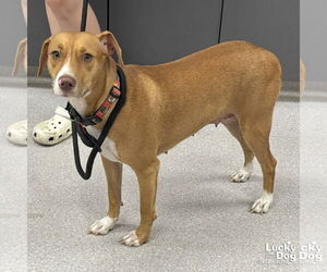 Retriever -Unknown Mix Dogs for adoption in Washington, DC, USA