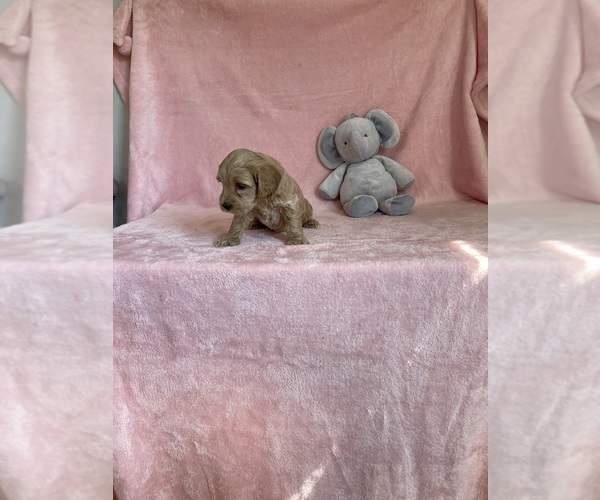 Medium Photo #2 Goldendoodle (Miniature) Puppy For Sale in MOUNT PLEASANT, MI, USA