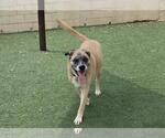 Small Photo #8 Mastiff-Unknown Mix Puppy For Sale in Rockwall, TX, USA