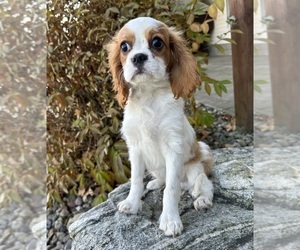 Medium Cavalier King Charles Spaniel