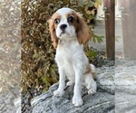 Small Cavalier King Charles Spaniel