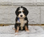 Small #3 Bernedoodle
