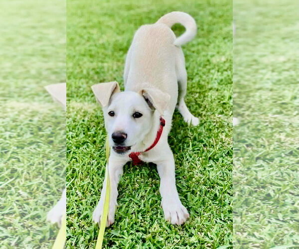 Medium Photo #9 Labrador Retriever-Unknown Mix Puppy For Sale in San Diego, CA, USA