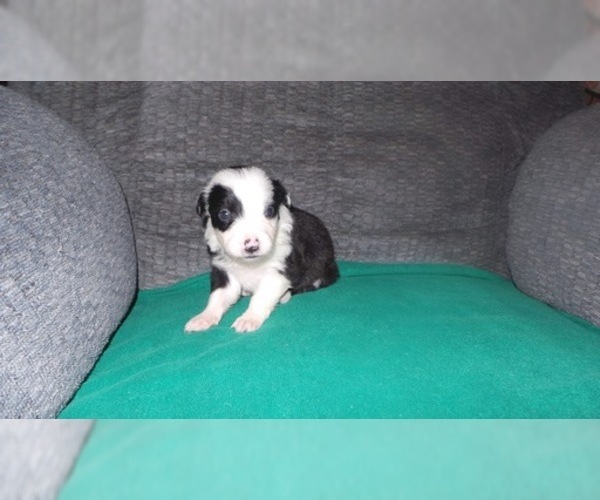 Medium Photo #12 Border Collie Puppy For Sale in AIKEN, SC, USA