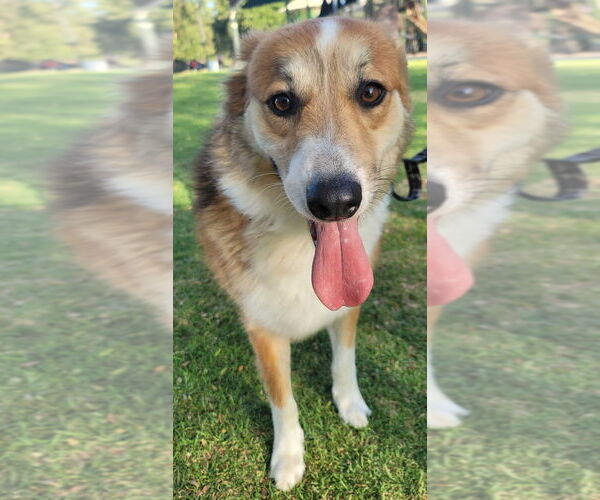 Medium Photo #6 Australian Shepherd Puppy For Sale in Dana Point, CA, USA