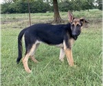 Puppy Scout German Shepherd Dog