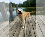 Small #1 Labrador Retriever Mix