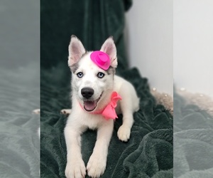 Pomsky Puppy for sale in SUGARCREEK, OH, USA