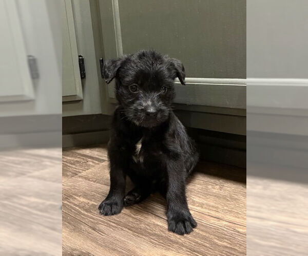 Medium Photo #3 Poodle (Standard)-Unknown Mix Puppy For Sale in Plainfield, IL, USA