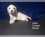 Small Photo #3 Golden Retriever Puppy For Sale in ROMULUS, MI, USA