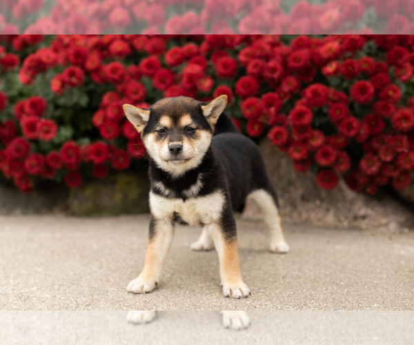 Medium Photo #3 Shiba Inu Puppy For Sale in MILLERSBURG, IN, USA
