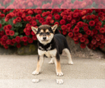 Small #1 Shiba Inu