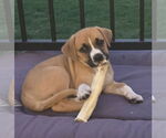 Small #12 Mutt