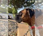 Small #2 Boxer