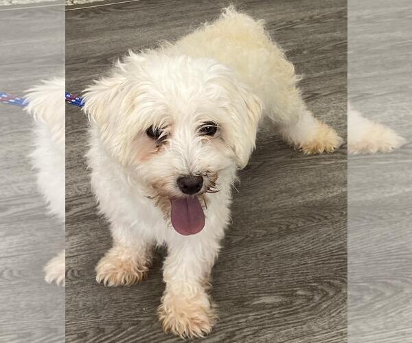 Medium Photo #3 Bichon Frise Puppy For Sale in Westminster, MD, USA